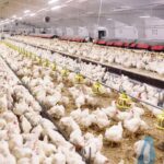 Terbongkar! Cara Belajar Bisnis Ayam Potong Terbaik