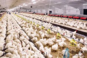 Terbongkar! Cara Belajar Bisnis Ayam Potong Terbaik