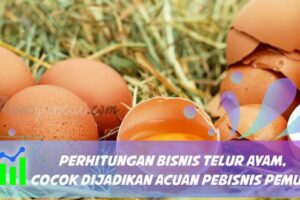 Hebat! Cara Bisnis Usaha Telur Ayam Terbaik