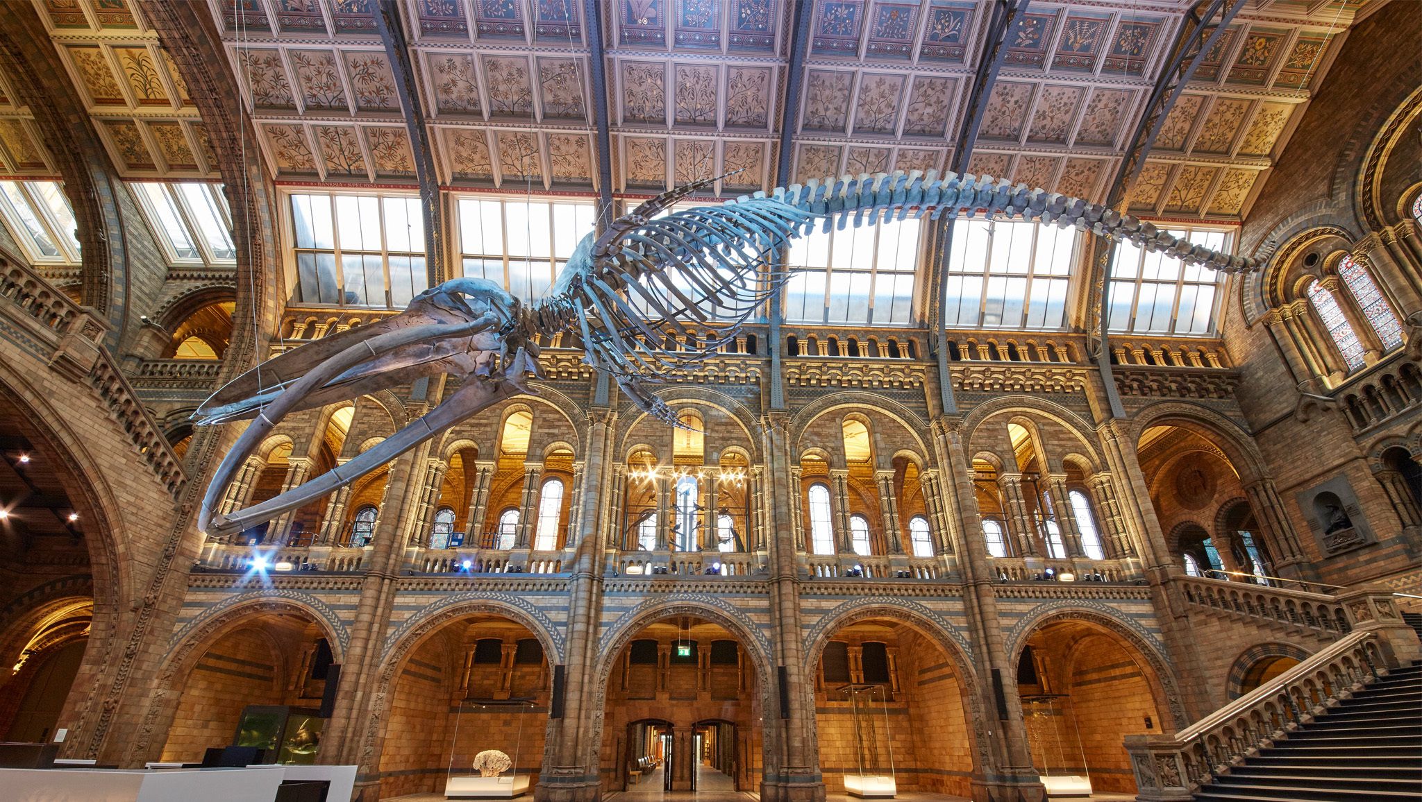 Natural History Museum | Natural history, History museum, Museum