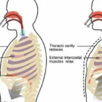 Terbongkar! Gambar Inspirasi Dan Ekspirasi Pernapasan Dada Wajib Kamu Ketahui