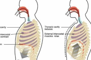 Terbongkar! Gambar Inspirasi Dan Ekspirasi Pernapasan Dada Wajib Kamu Ketahui