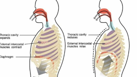 Terbongkar! Gambar Inspirasi Dan Ekspirasi Pernapasan Dada Wajib Kamu Ketahui