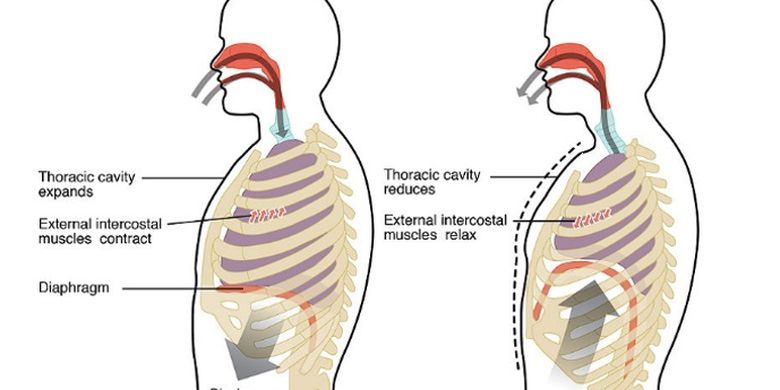 Gambar ilustrasi pernapasan perut