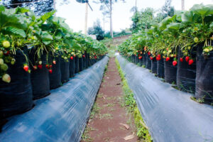 Inilah Gambar Natural Resto And Strawberry Land Terpecaya