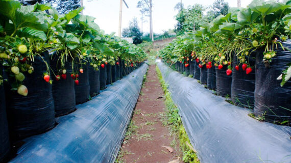 Inilah Gambar Natural Resto And Strawberry Land Terpecaya