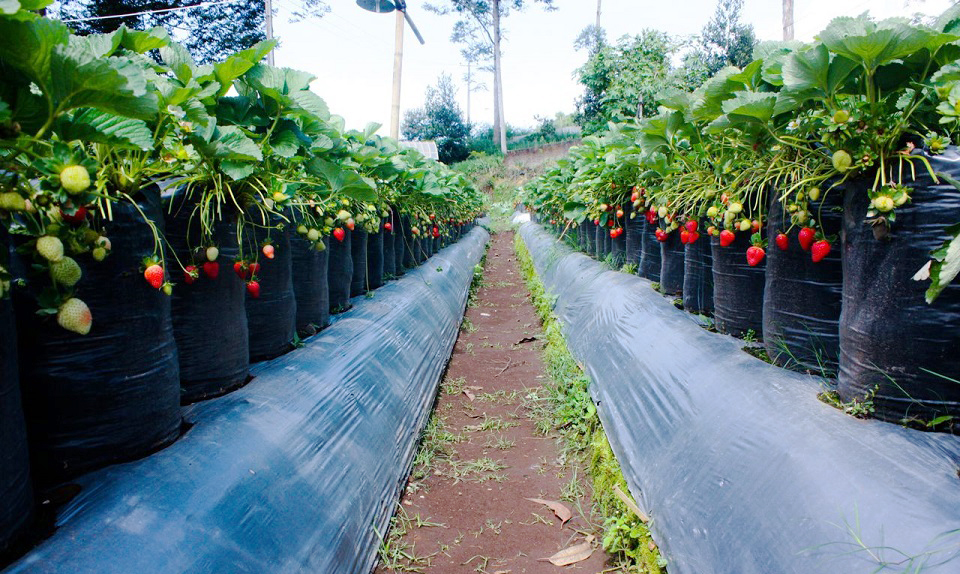 10+ Rekomendasi Tempat Wisata Petik Strawberry di Bandung