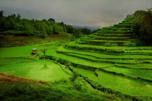 Rahasia Gambar Pt. Natural Malino Indonesia Wajib Kamu Ketahui