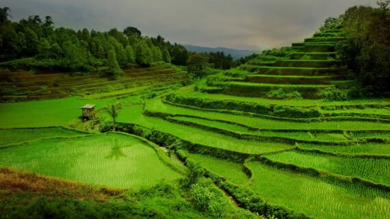 Rahasia Gambar Pt. Natural Malino Indonesia Wajib Kamu Ketahui