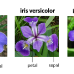 Simak! Download Iris Dataset In Csv Format Terpecaya